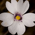 Pale purplish flower.