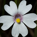 Very pale purplish flower.