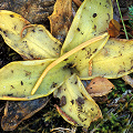 Pinguicula macroceras