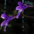 Pinguicula macroceras