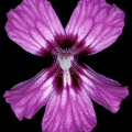 Pinguicula moranensis