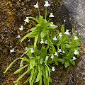 Plants in the wild.