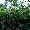 Sarracenia alabamensis subsp. alabamensis