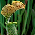 Sarracenia alabamensis subsp. wherryi