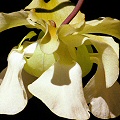 Pale cream flower.