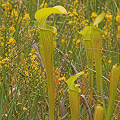 Plants at the Big Thicket.