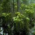 Growing by a pond.