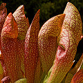 Sarracenia Dixie Lace