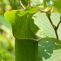 Plants at a restoration site.