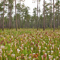 Plants in a protected bog.