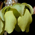 Sarracenia minor