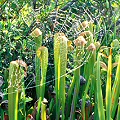 Plants and a spider web in Okefenokee Swamp.