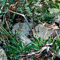 A rocky, riparian site.