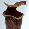 Gaping pitcher.