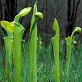 Spring, emerging pitchers.