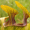 Sarracenia oreophila