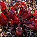 Amazing red plants in a sphagnum bog.