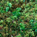 Sarracenia purpurea