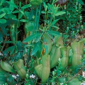 Plants with pale green pitchers, red flowers.