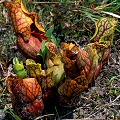 Sarracenia purpurea