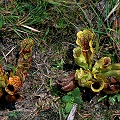 These plants are from Georgia, but are shown being grown outdoors in Alabama.