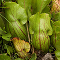 Plants on a cataract bald.