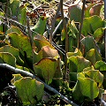 Sarracenia purpurea var. montana