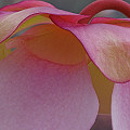 Sarracenia rosea