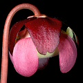 A developing flower.