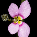 A front view of the flower before it has been triggered.