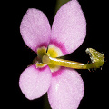 A front view of the flower after it has been triggered.