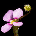 A side view of the flower, as it resets.