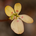 A small yellow flower, Western Australia.
