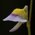 A side view of the tiny flower.