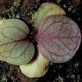The leaves are veined purple, a common feature of the species.