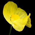 Cute yellow flower.