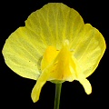 Cute yellow flower.