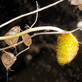 Utricularia