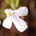 Utricularia multifida