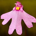 A deeply lobed flower, Western Australia.