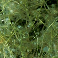 Utricularia olivacea