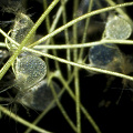Utricularia olivacea