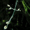 Utricularia striata