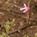 A pair of tiny flowers, Western Australia.